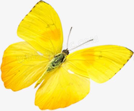 黃色蝴蝶象徵